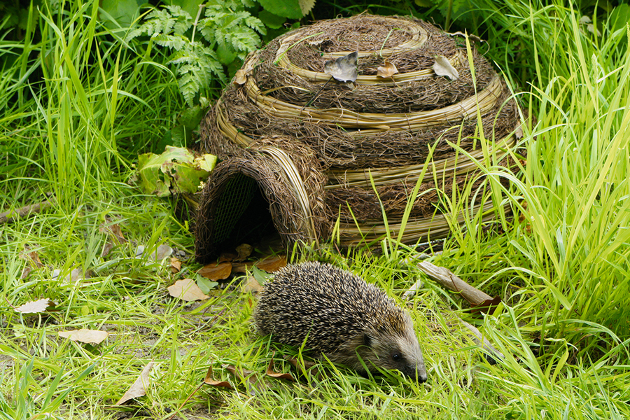 Igel-Behausung mit herauskrabelndem Igel