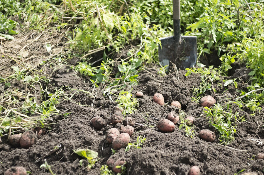 Kartoffeln auf dem Feld