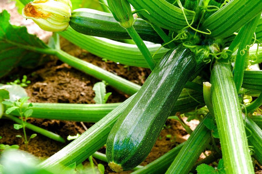 Zucchini