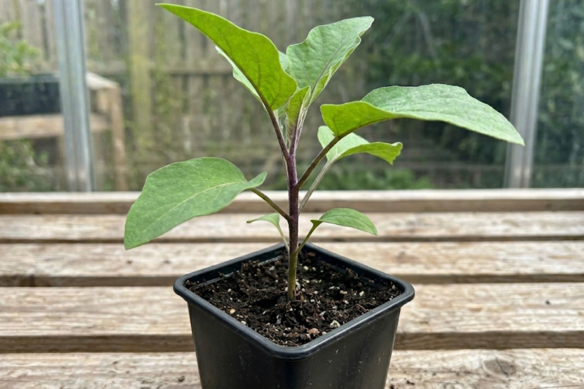Auberginen Pflege