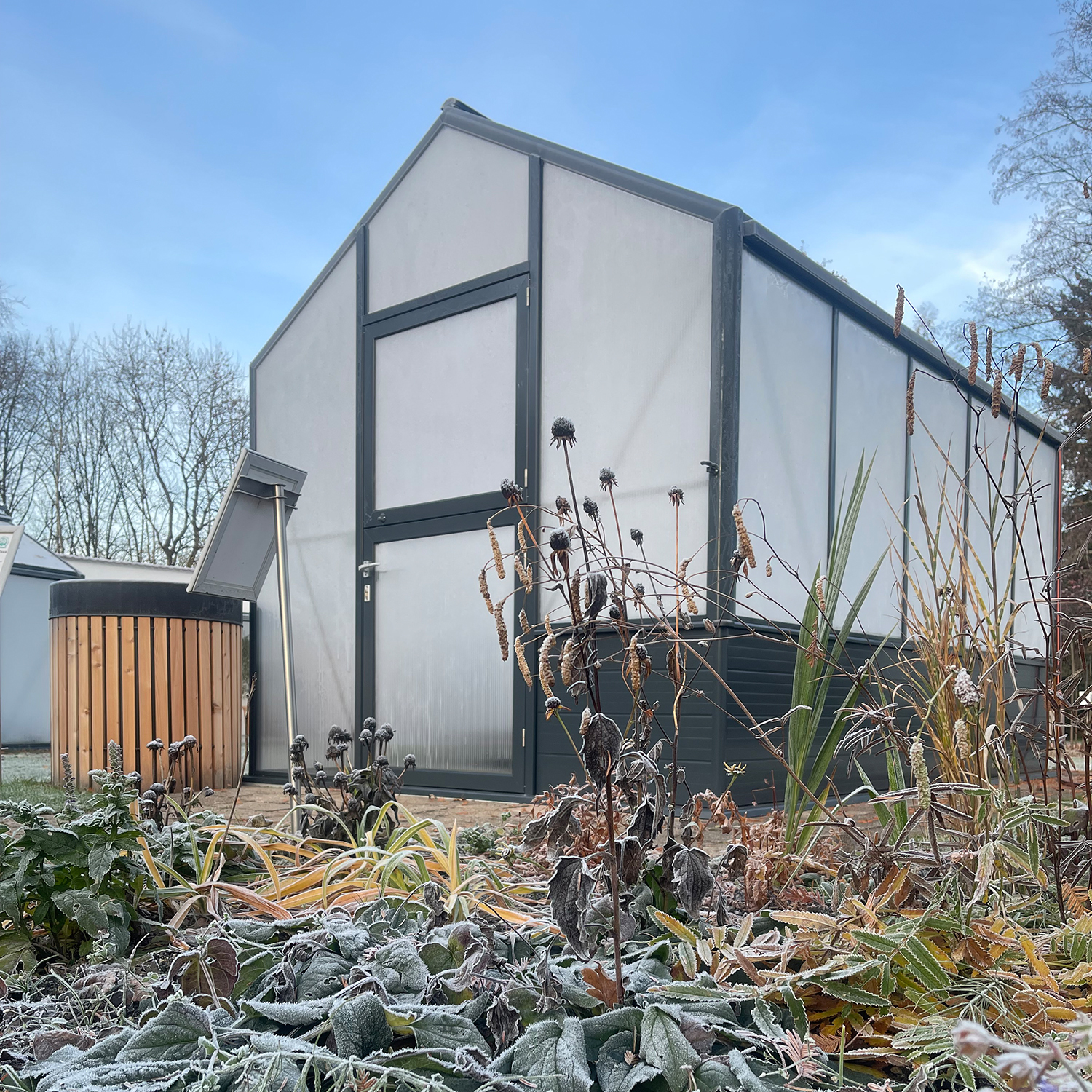 Solanum� im Herbst