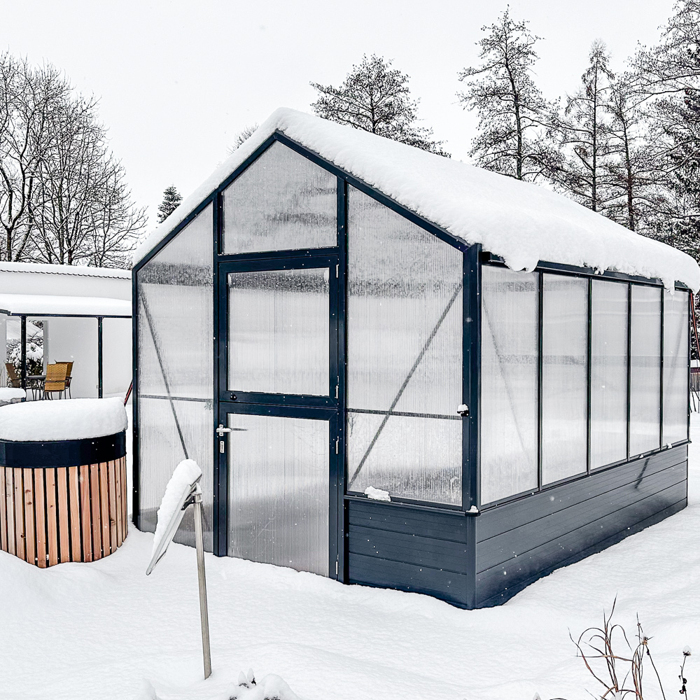 Solanum� im Winter