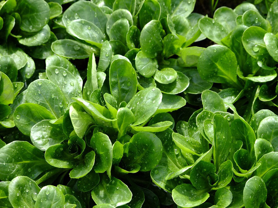 Feldsalat