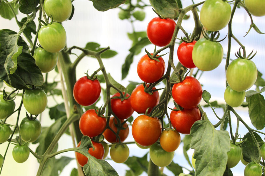 Tomaten