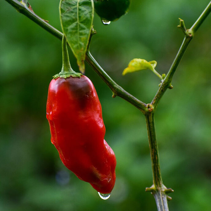 Chili Angelo