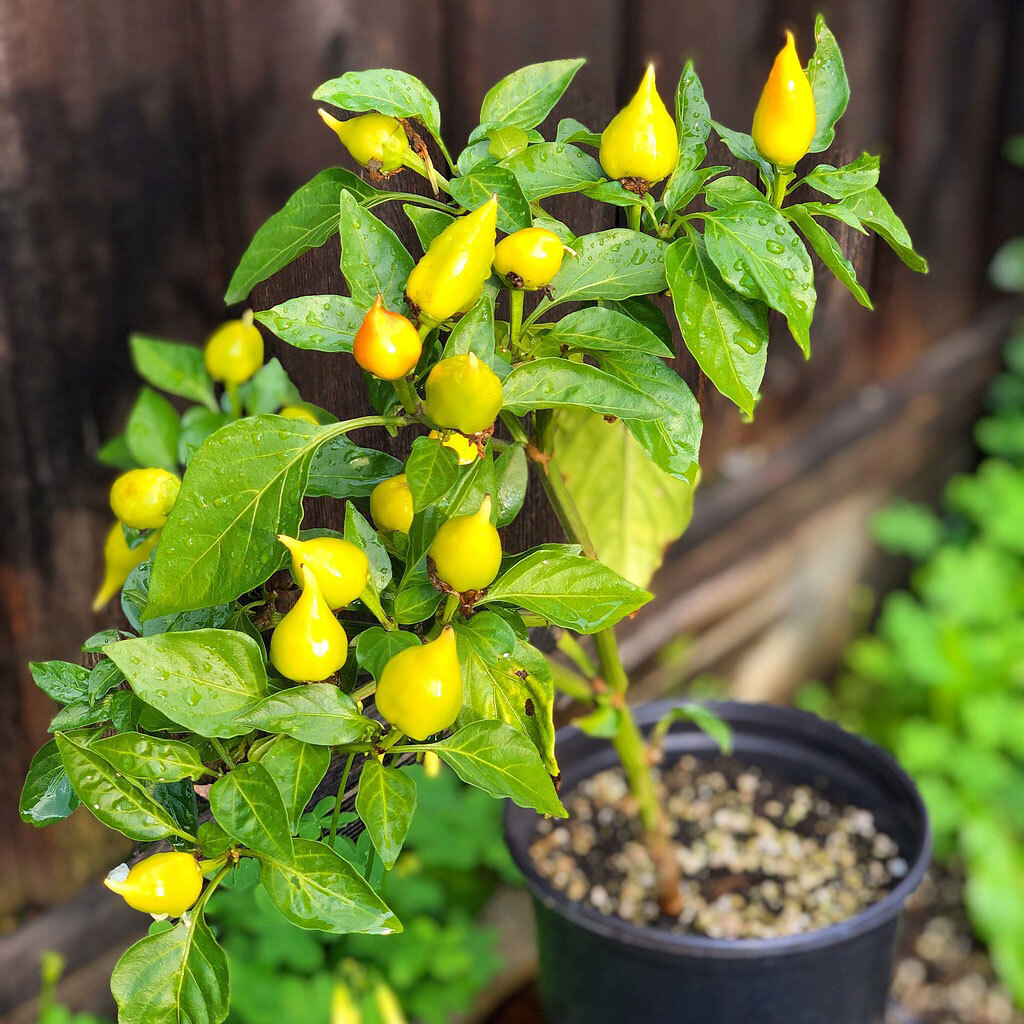 Chili Biquinho