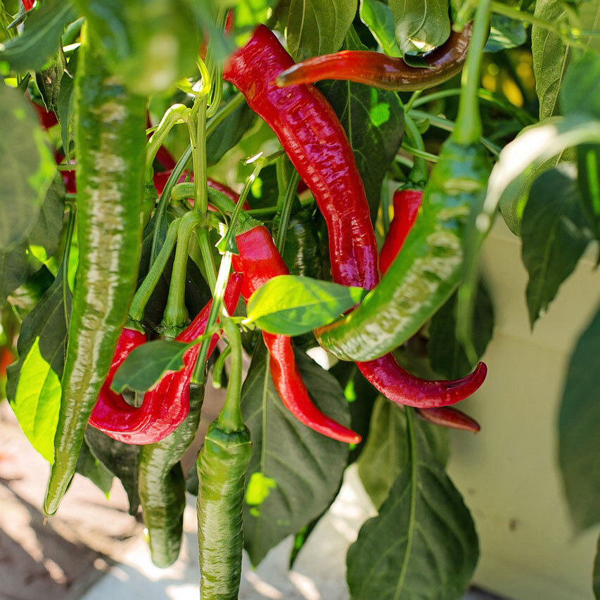 Chili Elefantenrssel