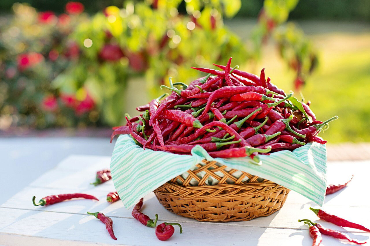 Chili-Ernte