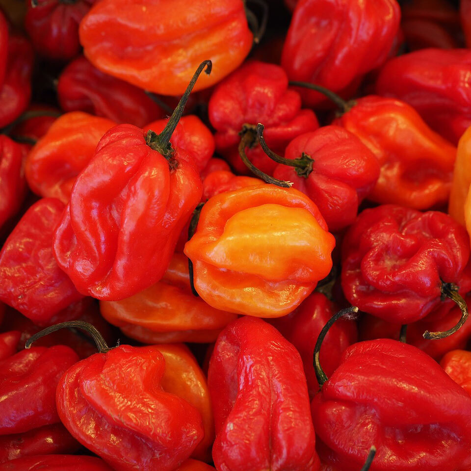Chili Habanero