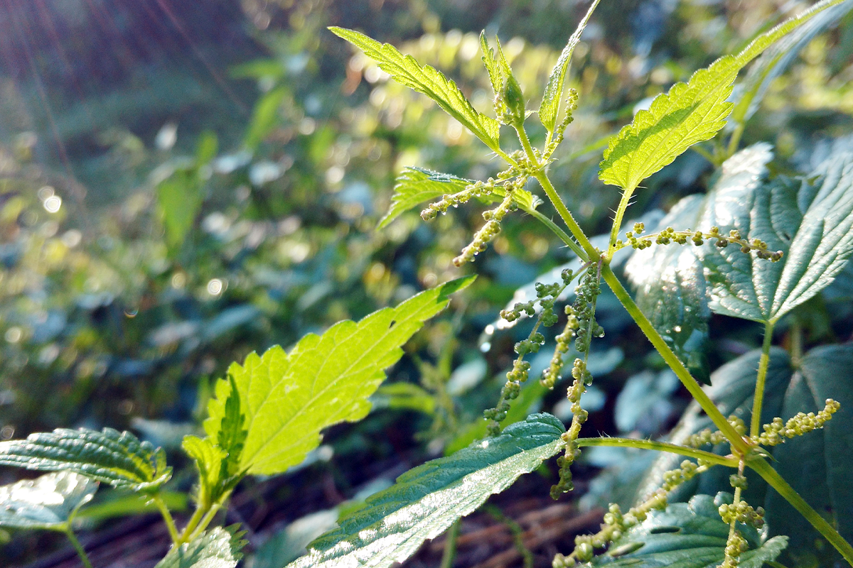 Brennnessel im Garten