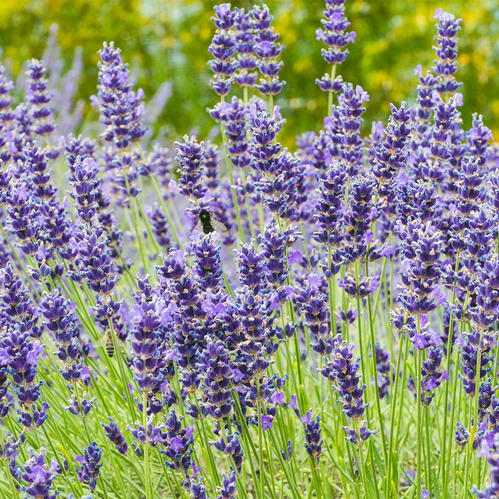 Lavendel anbauen