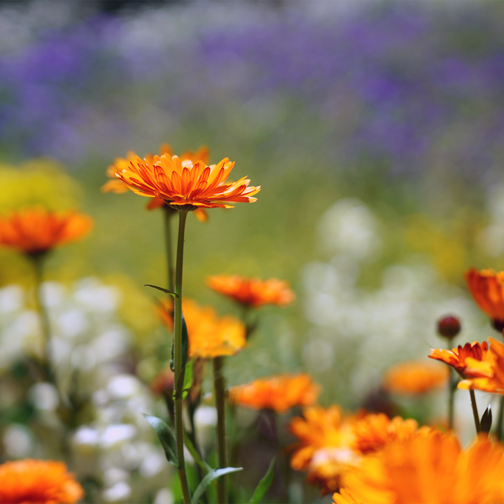Ringelblume anbauen