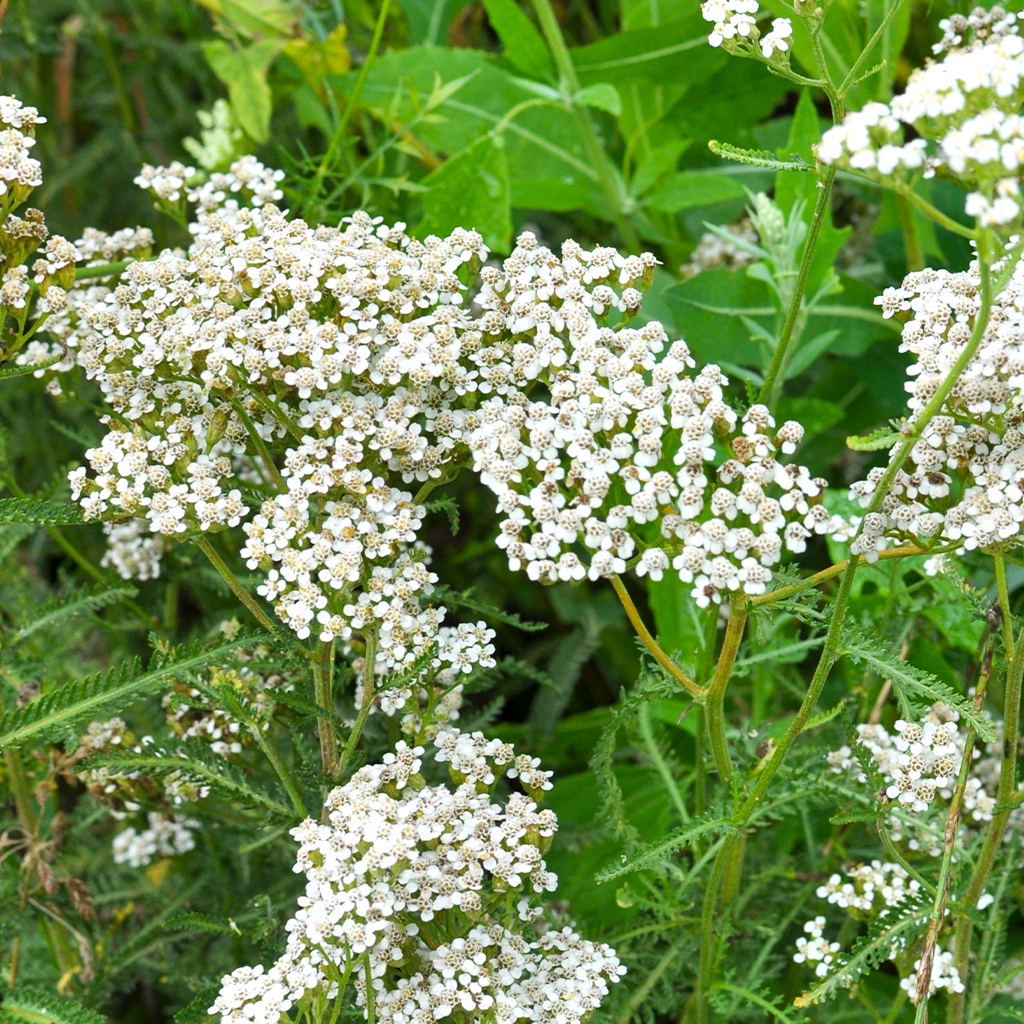 Schafgarbe anbauen