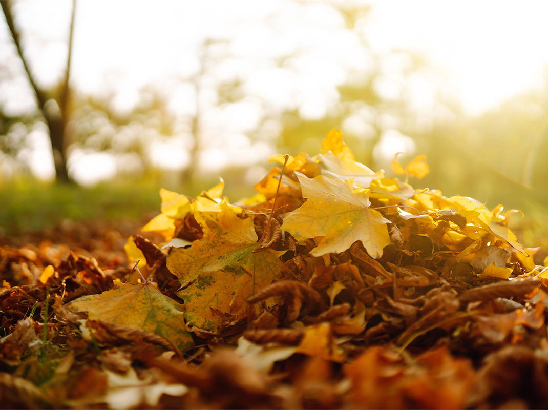 Herbstlicher Garten mit Laub und Pflanzen