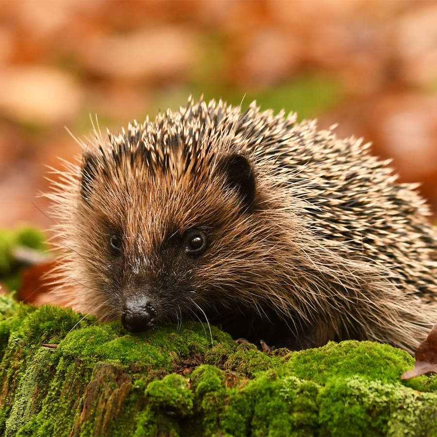 Igel im Garten