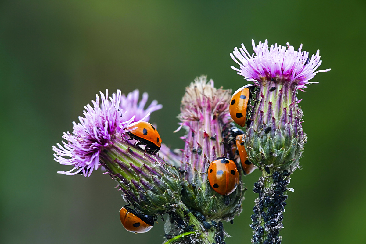 Naturnaher Garten