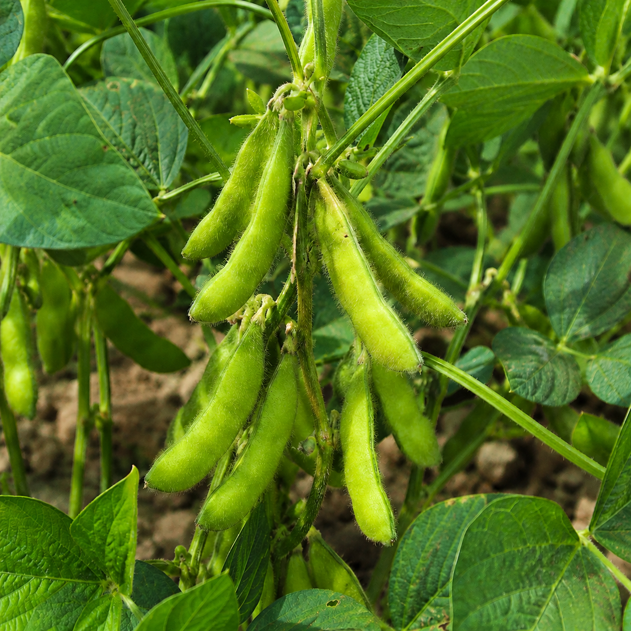 Edamame anbauen