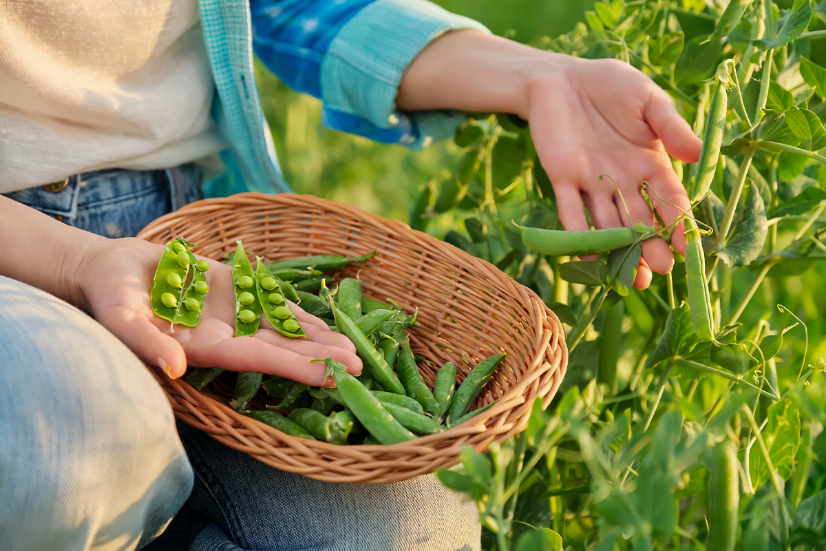 Proteinreiches Gem�se im Garten