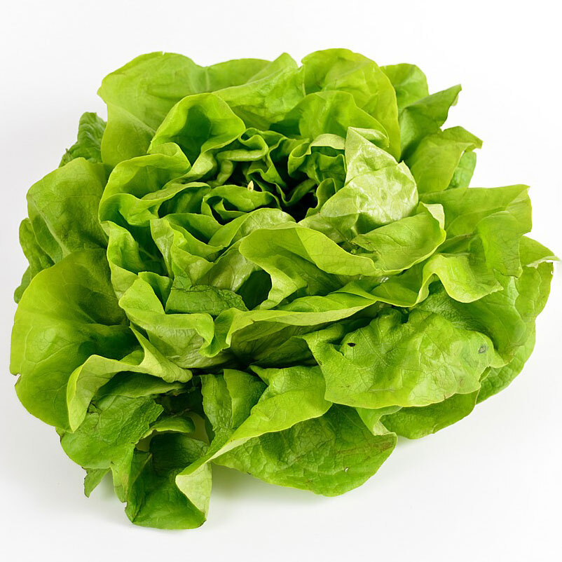 Kopfsalat
