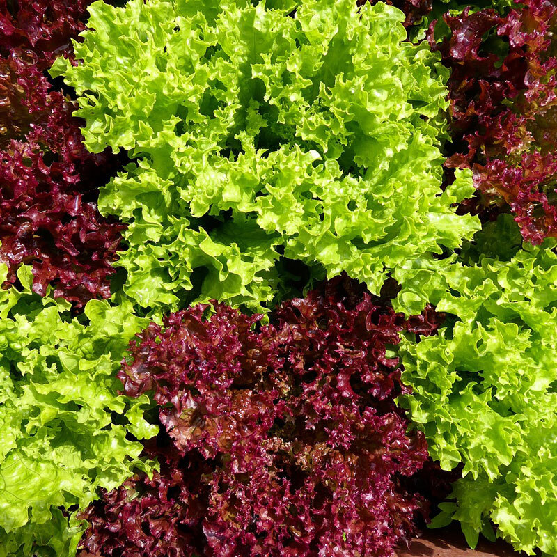 Pflcksalat