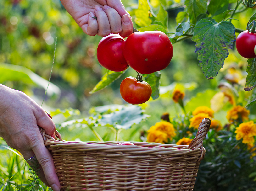 Samen aus vollst�ndig ausgereiftem Fruchtgem�se gewinnen