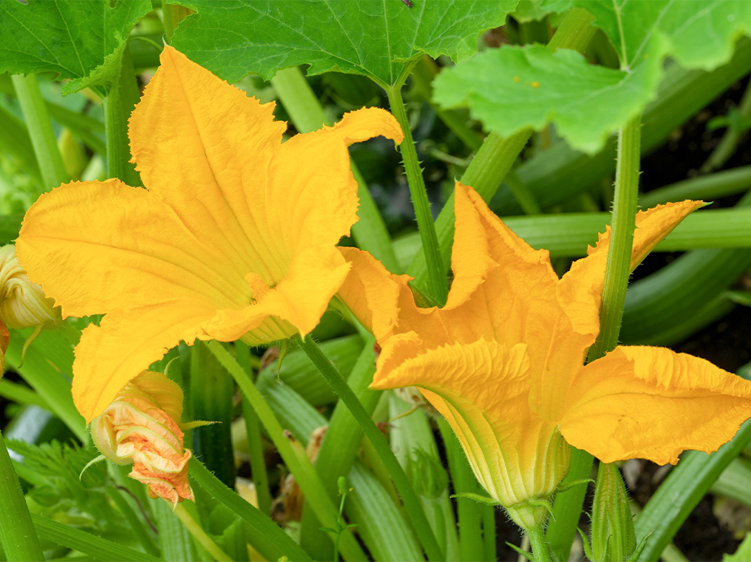 Bl�ten von K�rbis und Zucchini im Gem�segarten
