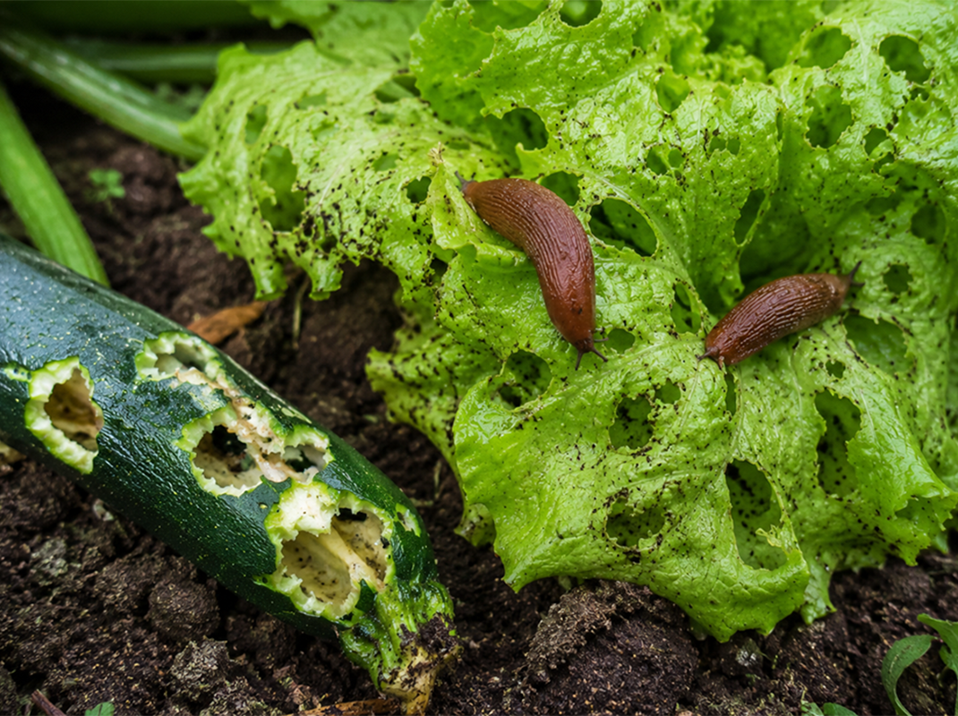 Fra�sch�den durch Nacktschnecken an Salat und Zucchini