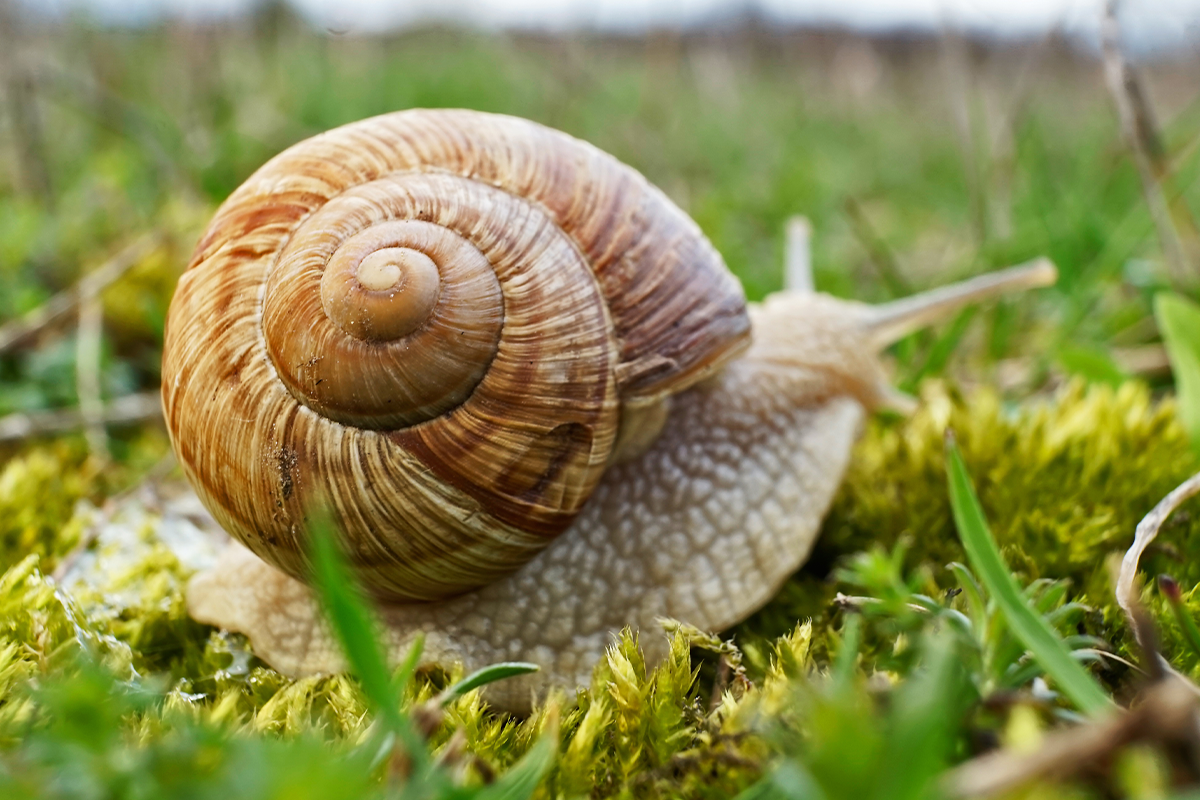 Weinbergschnecke im Garten