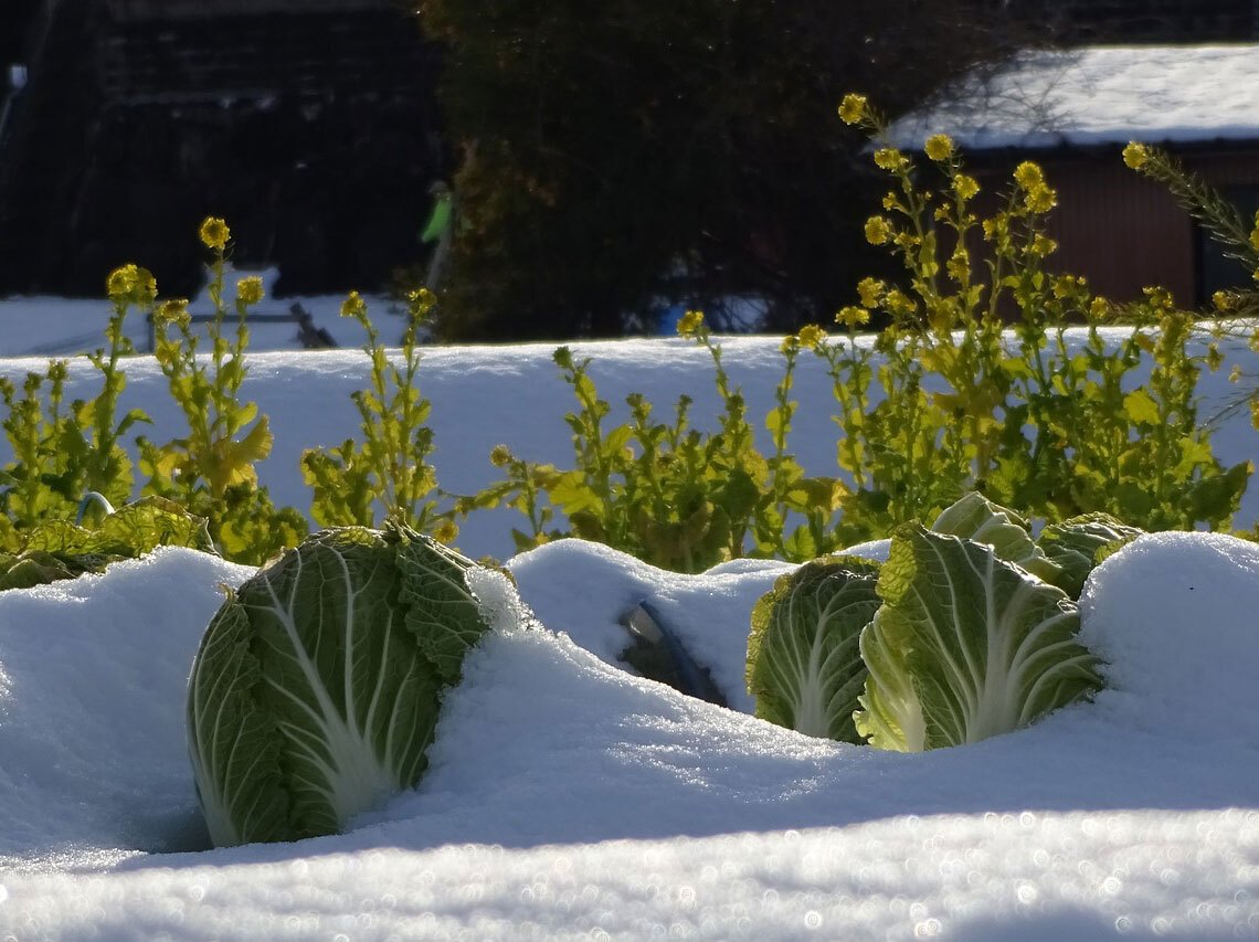 Wintergemse im Schnee