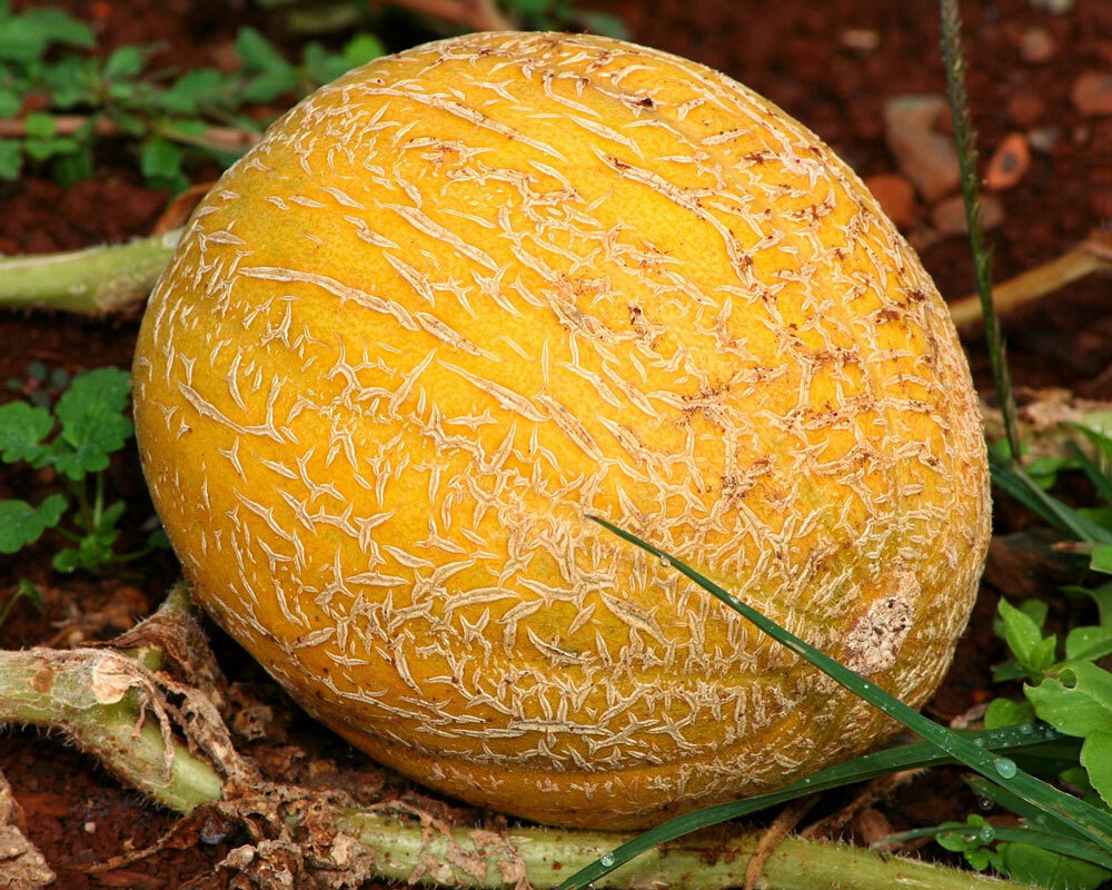 Zuckermelone