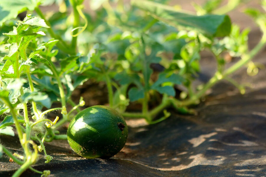 Melone ebenerdige Kultur
