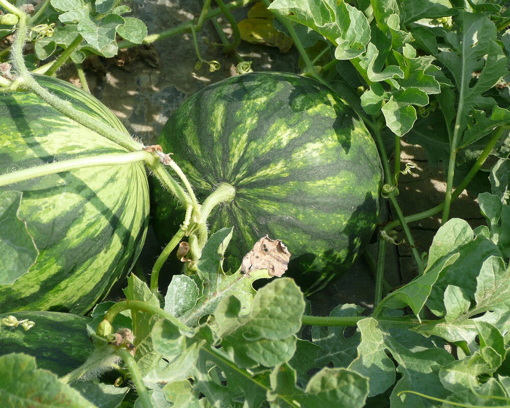 Wassermelone