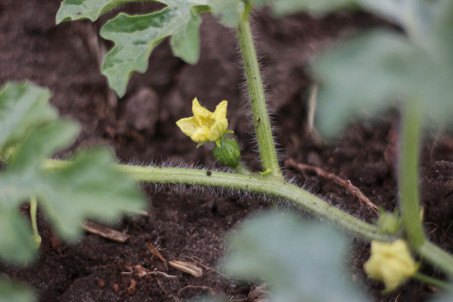 Melone Blte