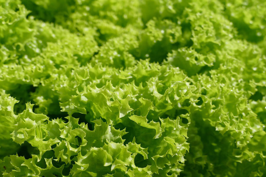 Pflcksalat