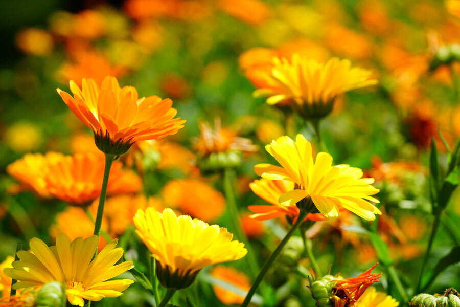Ringelblume