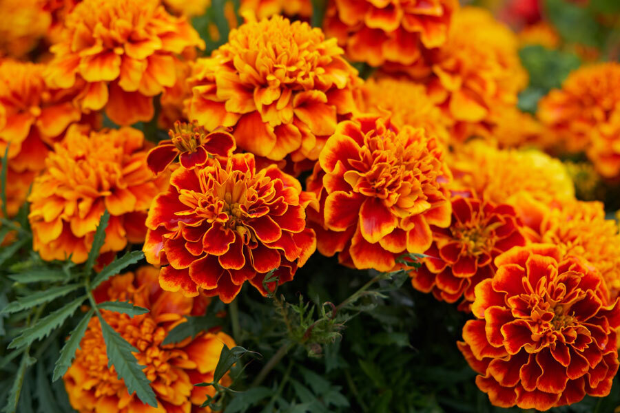 Studentenblume