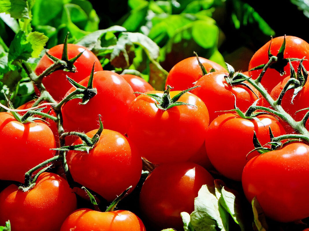 Tomaten Teil 2