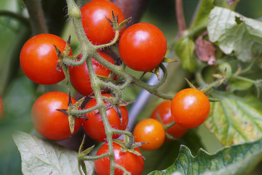 cocktailtomaten