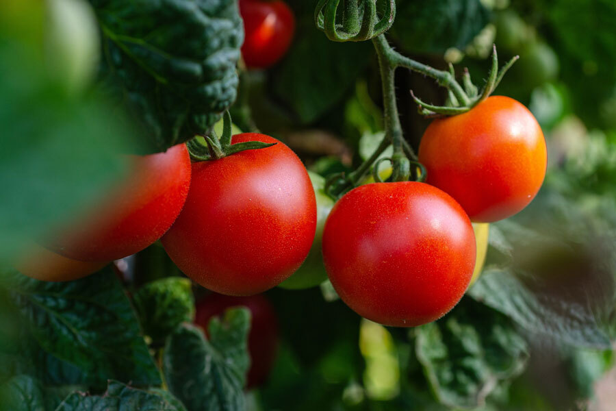 Rundtomaten