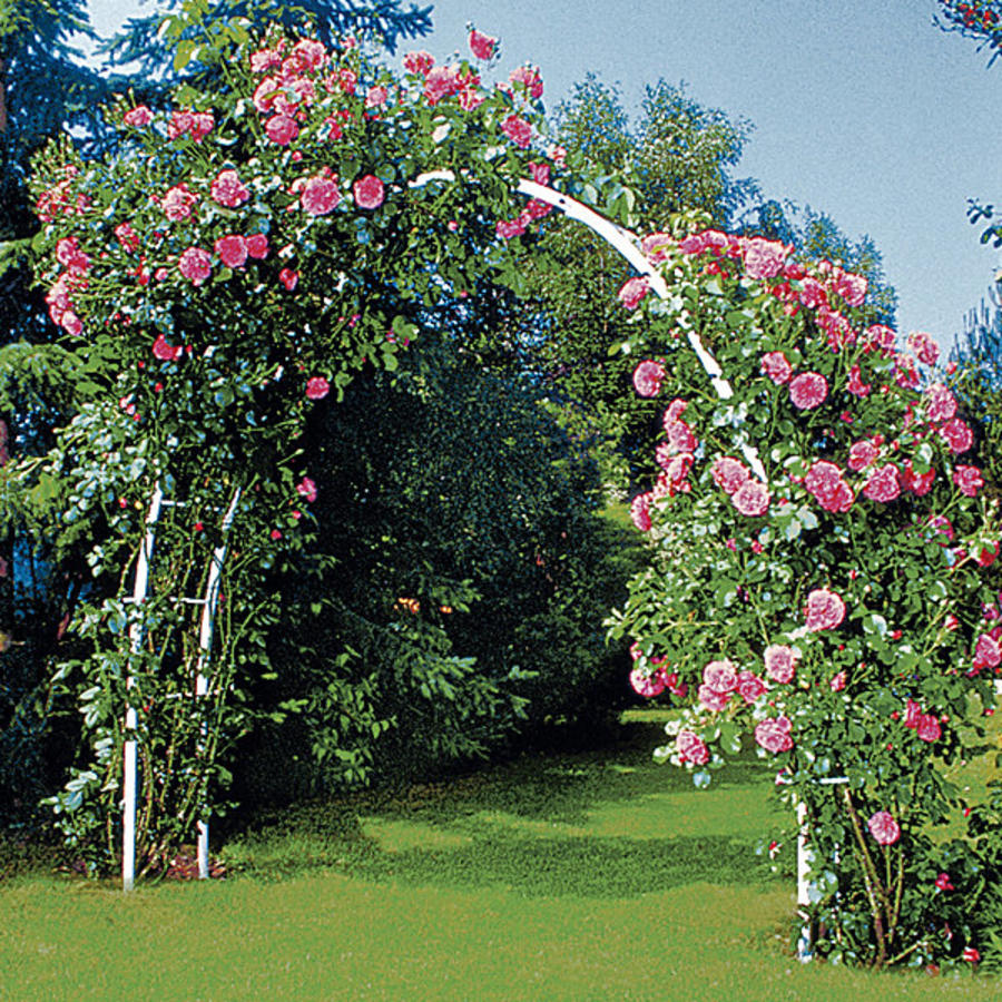 Rosenbogen weiß Rosenbögen / Obelisken