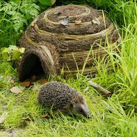 Igel-Schutzhaus