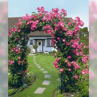 Rosenbogen-Classic Gre 1 120 x 240 cm