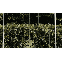 Rankrohr f�r Schutzd�cher